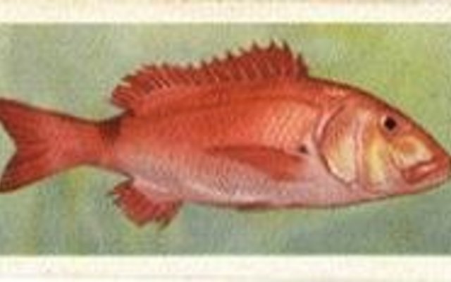 Gansbaai Opklaar van meningsverskil Rooisteenbras internetfoto_1